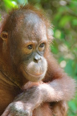 lächelnder Orang Utan