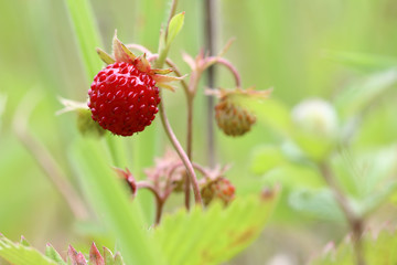 Wild strawberries - forest products