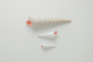 White seashell composition.