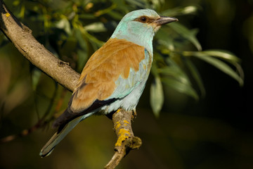 European Blue Roller