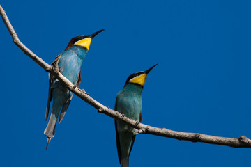 Bee Eaters on a branch