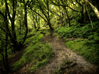 dark dense green forest with overhanging trees over a woodland pathway