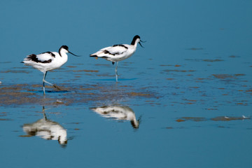 Fototapeta na wymiar Pied Avocet in Flight