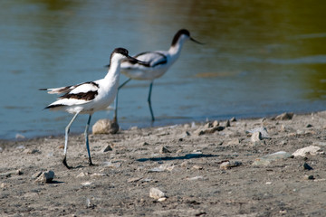 Pied Avocet in Flight