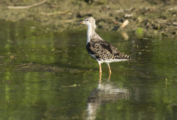 Ruff (Philomachus pugnax) in Danube Delta