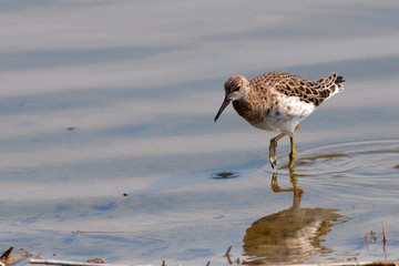 Ruff (Philomachus pugnax) in Danube Delta
