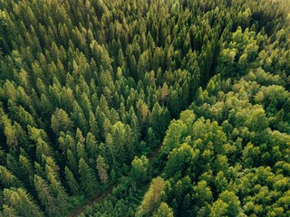Obraz premium Widok z lotu ptaka odgórny lato zieleni drzewa i droga w lesie w wiejskim Finlandia.