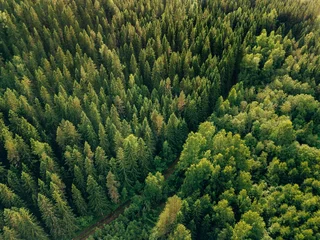 Poster Luchtfoto bovenaanzicht van zomer groene bomen en weg in bos op het platteland van Finland. © nblxer