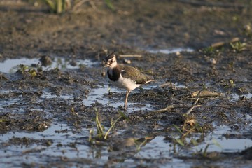 Northern Lapwing