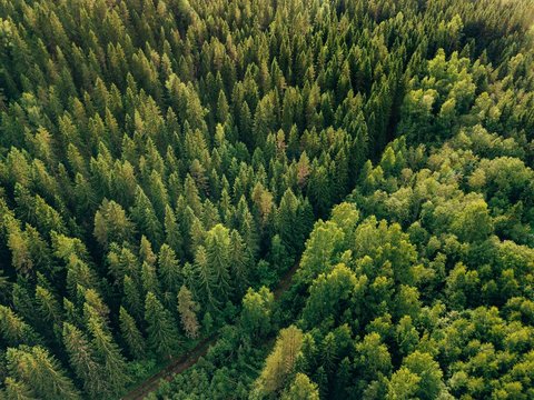 Fototapeta Powietrzny odgórny widok lato zieleni drzewa i droga w lesie w wiejskim Finlandia.