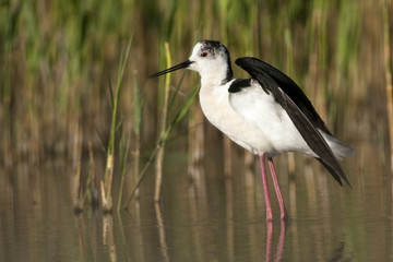 Black Winged Stilt (Himantopius himantopus)