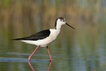 Black Winged Stilt (Himantopius himantopus)