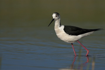 Black Winged Stilt (Himantopius himantopus)