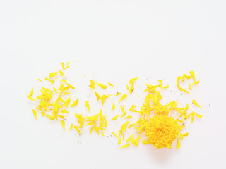 Yellow and orange marigold flower with petals flat laid isolated on white background