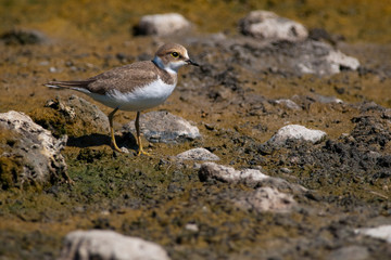 Little Ringed Plover