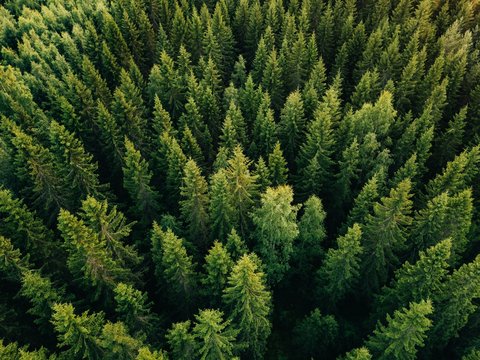 Fototapeta Powietrzny odgórny widok lato zieleni drzewa w lesie w wiejskim Finlandia.