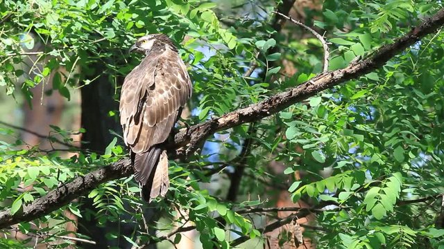 Oriental honey-buzzard (Pernis ptilorhyncus) in Japan