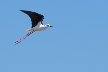 Black Winged Stilt