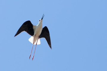 Black Winged Stilt