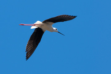 Black Winged Stilt