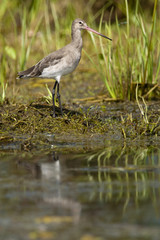 Obraz premium Black Tailed Godwit