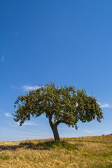 Obraz premium Apfelbaum (Malus domestica) im Sommer