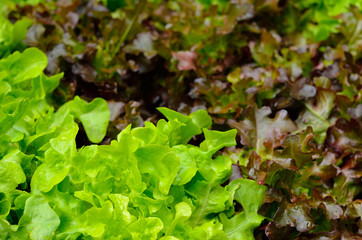 lettuce plants in growth at field.