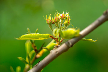 Frueh Jahr Bluete einer Birne im Garten Lenz