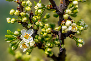 Frueh Jahr Bluete Birne im Garten Lenz