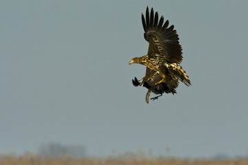 White Tailed Eagle (Haliaeetus albicilla)