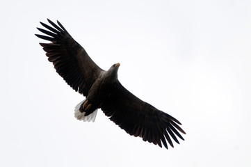 White Tailed Eagle (Haliaeetus albicilla)