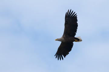 White Tailed Eagle