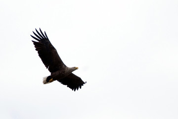 White Tailed Eagle (Haliaeetus albicilla)