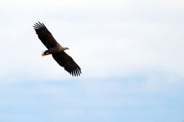 White Tailed Eagle (Haliaeetus albicilla)