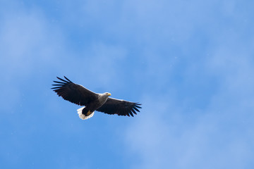 Fototapeta na wymiar White Tailed Eagle in flight