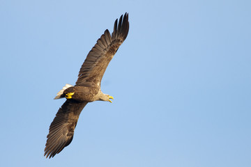 White Tailed Eagle (Haliaeetus albicilla)