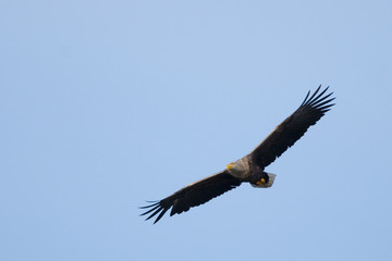 White Tailed Eagle (Haliaeetus albicilla)