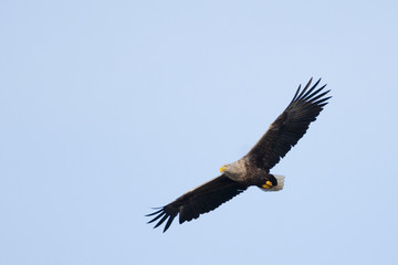 Fototapeta na wymiar White Tailed Eagle (Haliaeetus albicilla)