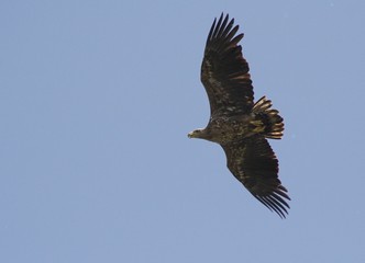 White Tailed Eagle (Haliaeetus albicilla)