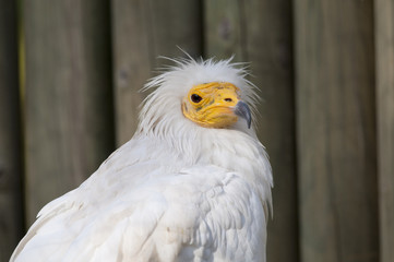 Egyptian Vulture portrait