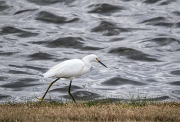 Snowy Egret in Pearland!