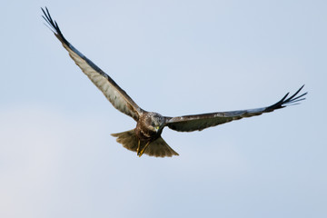Marsh Harrier (Circus aeruginosus) in flight