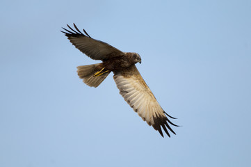 Marsh Harrier (Circus aeruginosus) in flight