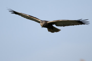 Fototapeta na wymiar Marsh Harrier (Circus aeruginosus) in flight