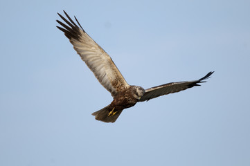 Marsh Harrier (Circus aeruginosus) in flight