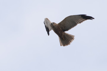 Obraz premium Marsh Harrier