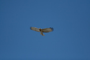 Short Toed Snake Eagle (Circaetus gallicus)