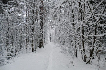 Forest in winter with snow