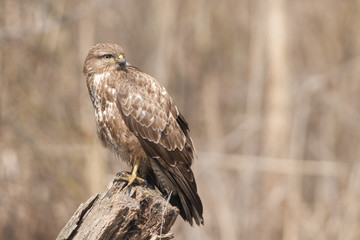 Common Buzzard