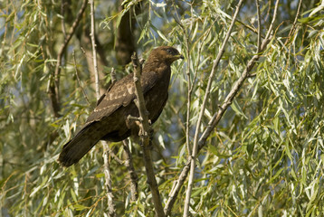 Common Buzzard (Buteo buteo)